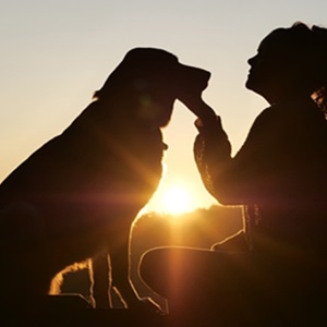 Kingdom Paws Dog Care Services