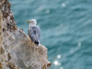 seagull